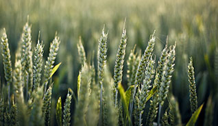 纯净无插件的在线电话呼死你